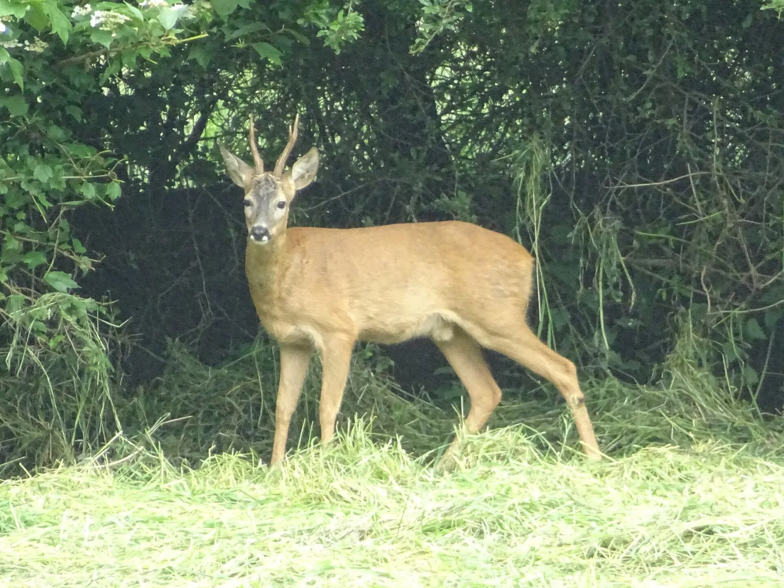 Capriolo (Capreolus capreolus)