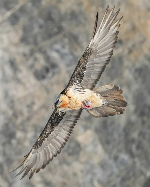 Gipeto (Gypaetus barbatus)