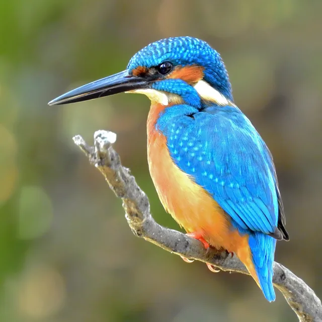 Martin pescatore (Alcedo atthis)