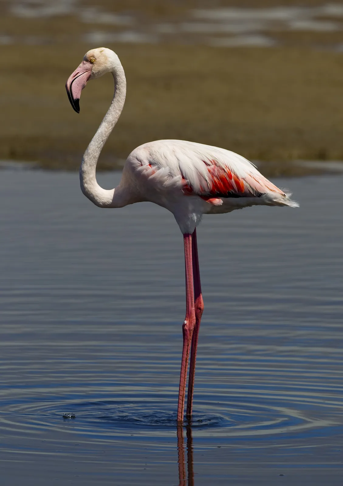 Fenicottero rosa