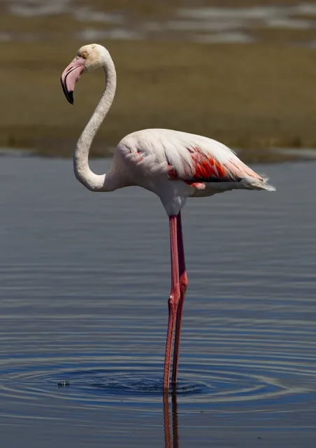Fenicottero rosa (Phoenicopterus roseus)