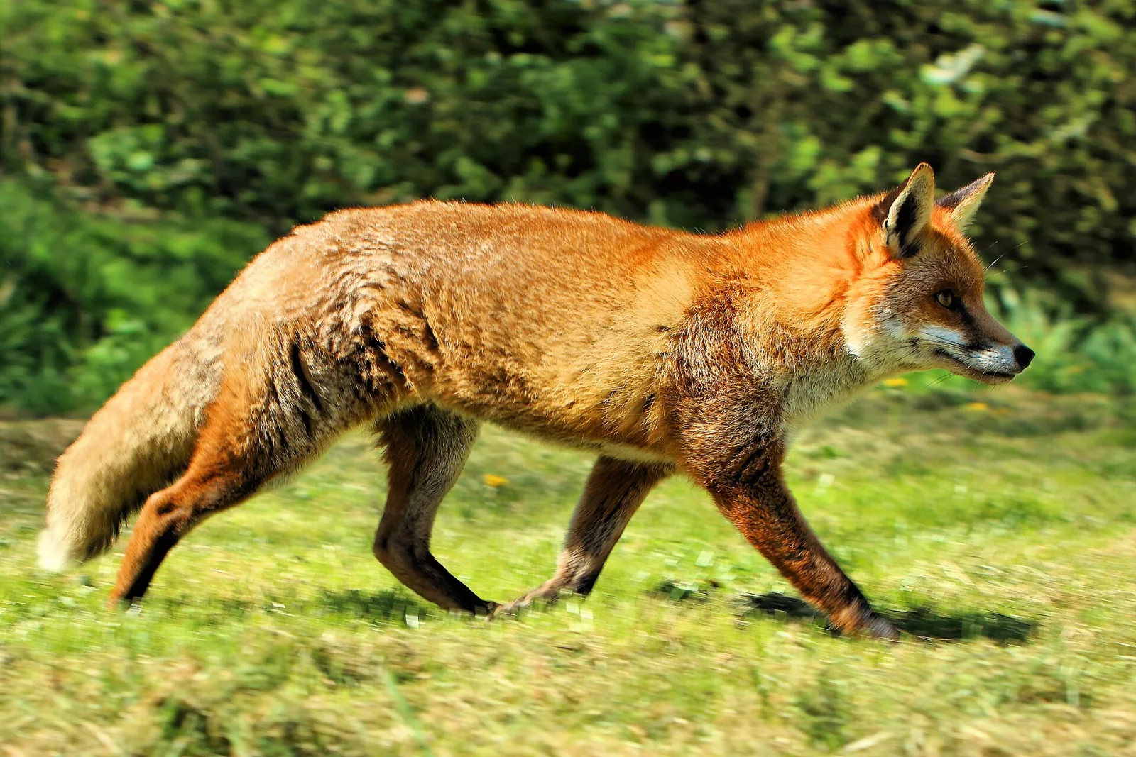 Volpe rossa (Vulpes vulpes)