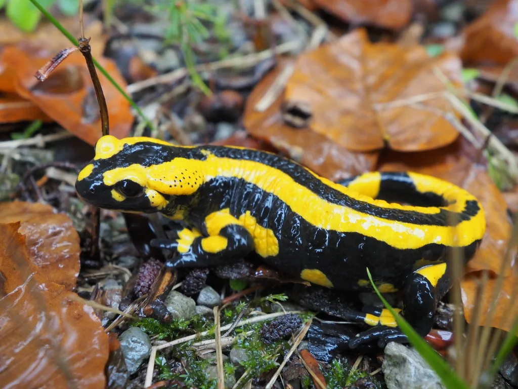 Salamandra pezzata