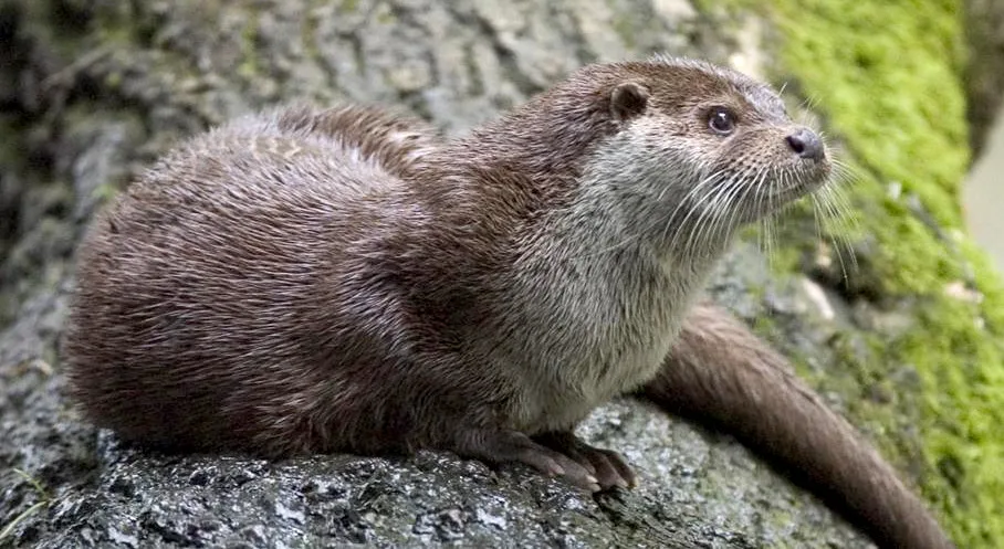 Lontra (Lutra lutra)