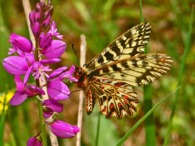 Polissena (Zerynthia polyxena)
