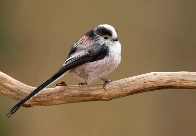 Codibugnolo (Aegithalos caudatus)