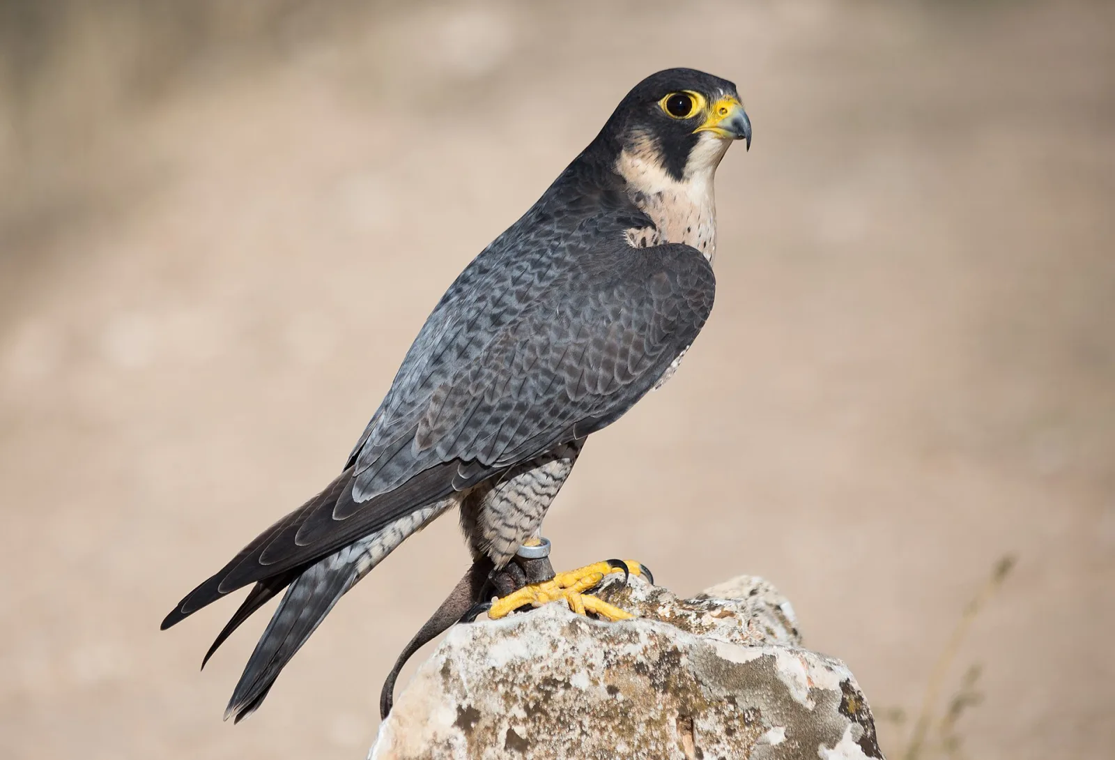 Falco pellegrino (Falco peregrinus)