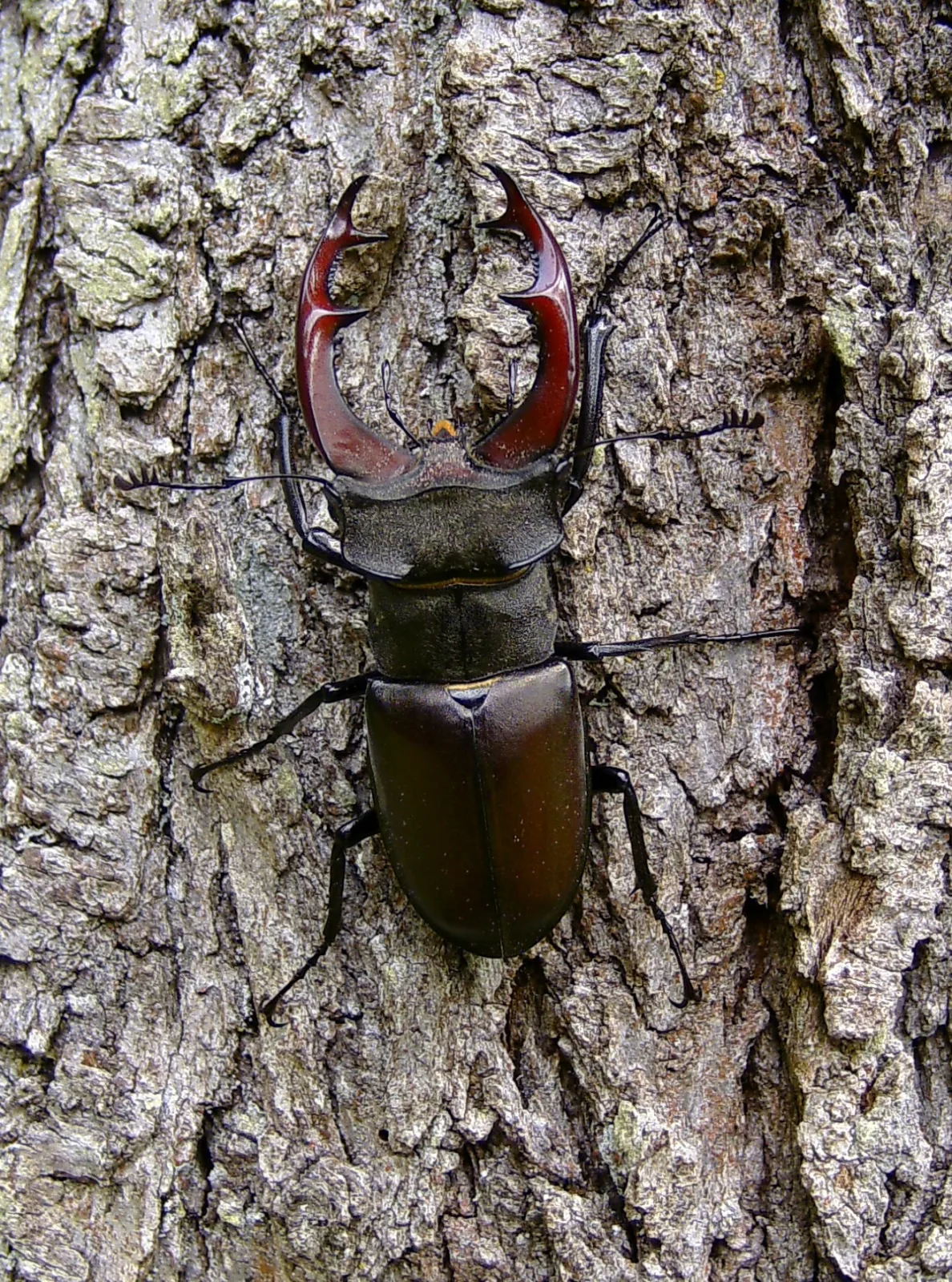 Cervo volante (Lucanus cervus)