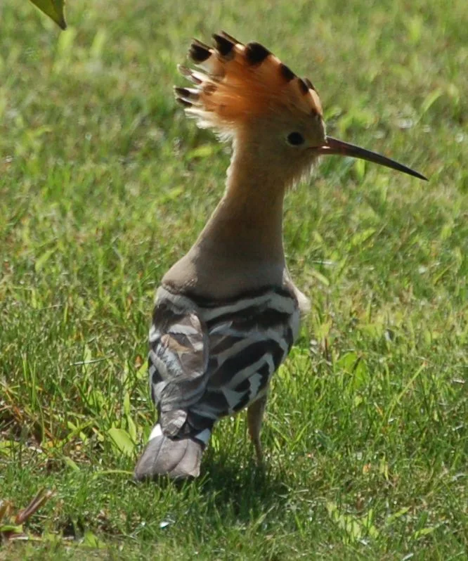 Upupa