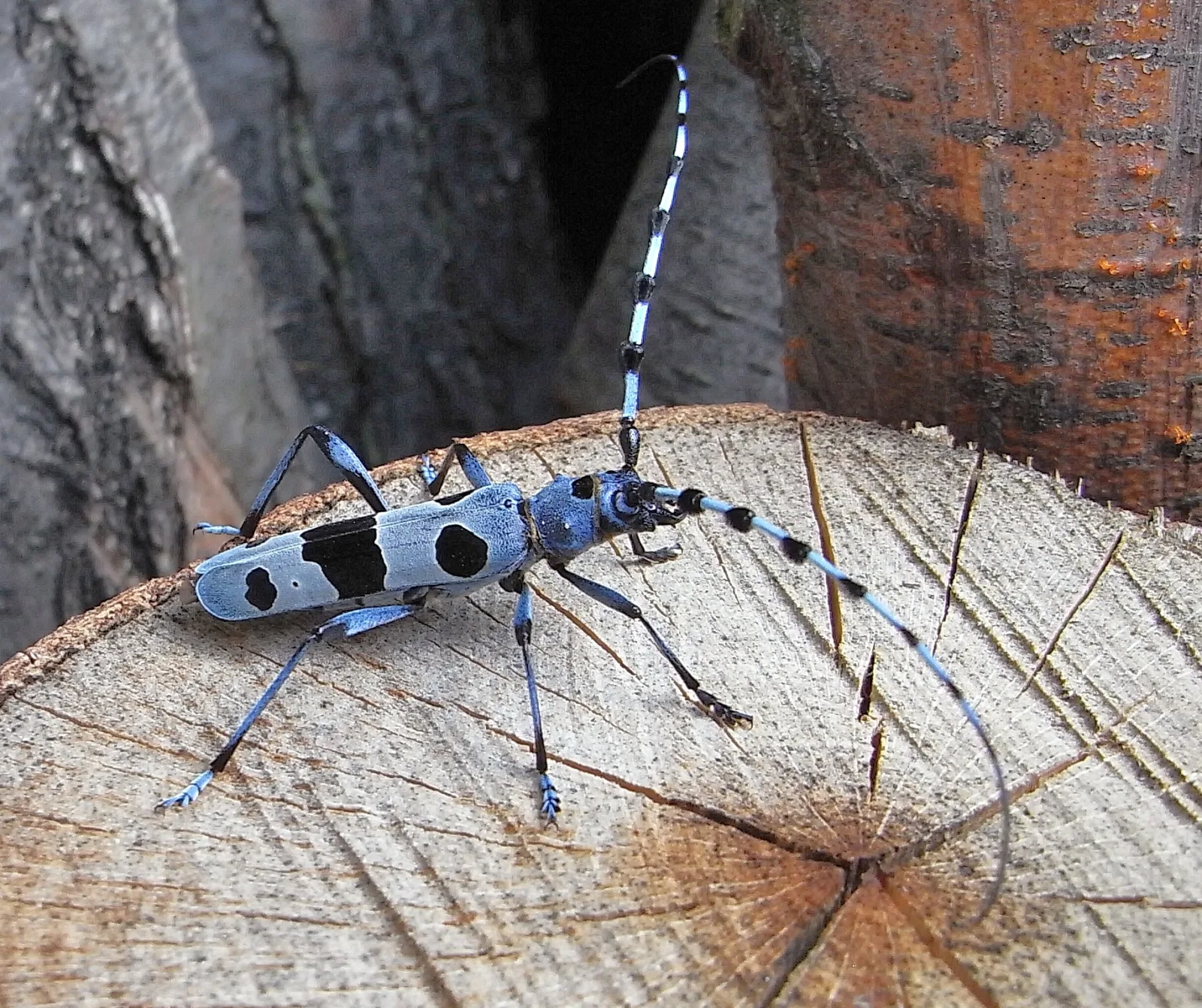 Rosalia alpina